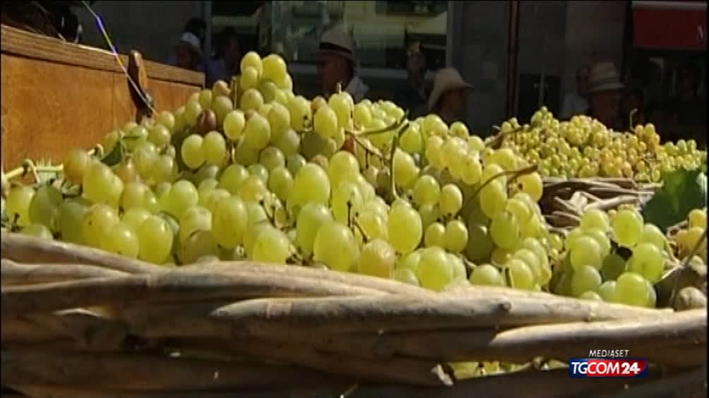 Il 2015 un anno da venedemmia record Il 2015 un anno da venedemmia record