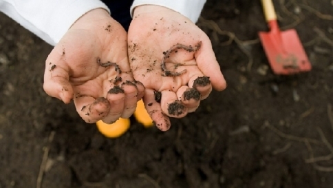 Cambiamenti climatici, sono i lombrichi i nuovi "alleati" per contrastarli
