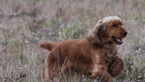 Ruba 3 cuccioli di cocker nel Savonese: smascherata Crudelia De Mon elvetica