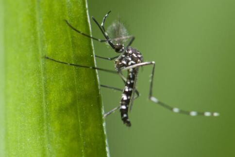 Oms: rischio Zika anche in Europa