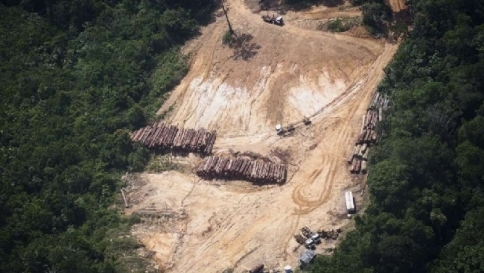 Disboscamento illegale, una piaga per la Terra: abbattuti 13 milioni di alberi all'anno