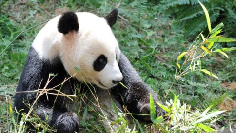 Greenpeace, il panda gigante ha vinto: la Cina difenderà il suo habitat