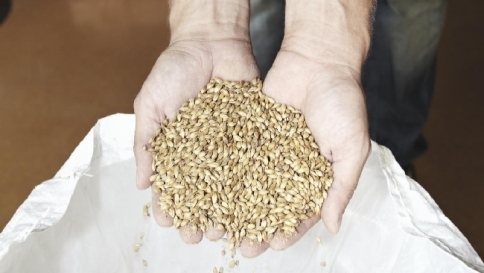 L'orzo può aiutare a "riparare" il cuore dopo l'infarto