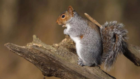 L'Europa pronta a intervenire contro le specie aliene invasive