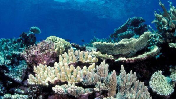 Australia, applicata nuova tecnologia per rigenerare la Grande barriera corallina
