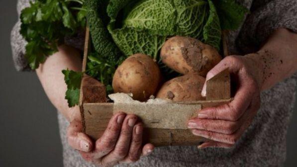 Boom del biologico in Italia: "convertiti" oltre 300mila ettari di campi coltivati