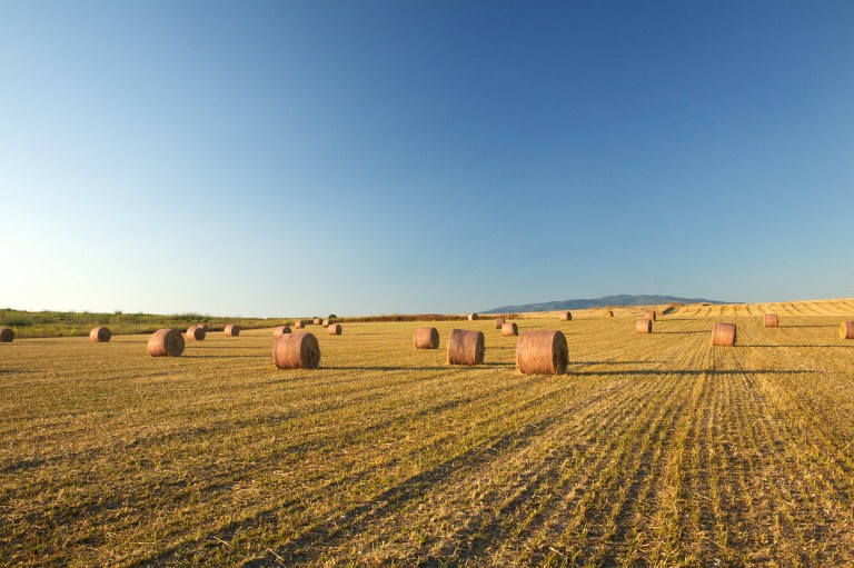 Agricoltura: un asset strategico per l'economia italiana