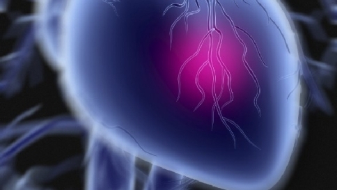 Scoperta negli Stati Uniti la proteina che rigenera il cuore dopo l'infarto