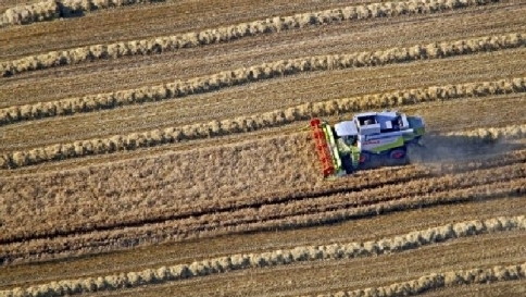 Centinaia di semi in "banca" per salvare l'umanità dai cambiamenti climatici