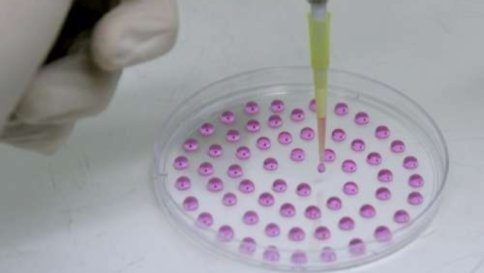 Staminali, nel 2018 i primi test sull'uomo con cellule embrionali