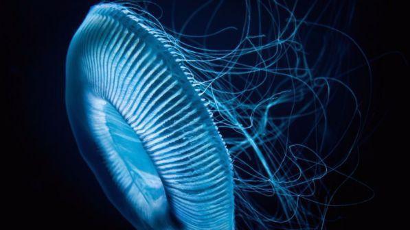 Meduse, "esplosione" nel Mediterraneo: sono decuplicate negli ultimi sei anni