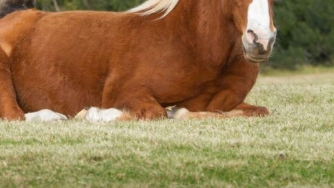 Livorno, cavallo muore dopo aver vinto una gara all'ippodromo