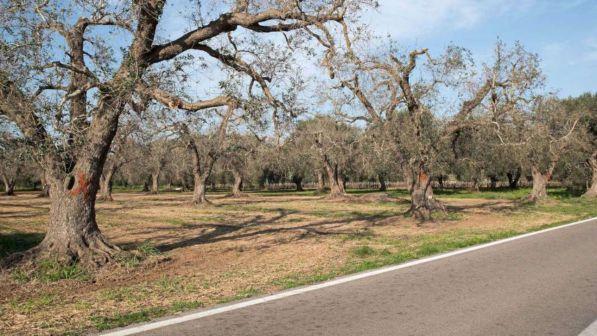 Italia deferita alla Corte Ue per smog,xylella e rifiuti radioattivi