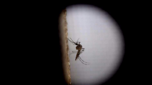 Zika, primo vaccino da azienda India Chiesto permesso per esperimenti