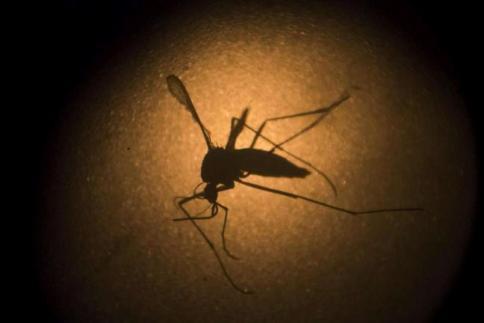 Virus Zika, primo caso in Cina