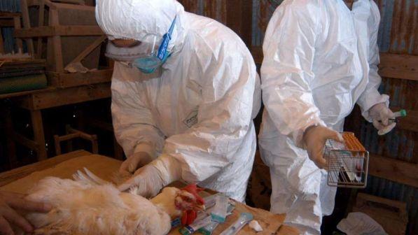 Aviaria, due allevamenti infetti nel Vicentino e nel Padovano