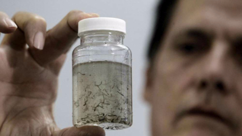 Zika, Oms: favorire l'aborto per combattere la microcefalia