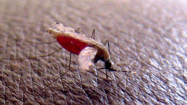 25 Aprile, Giornata nazionale contro la malaria: i casi sono in aumento