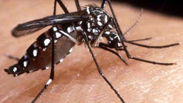 Chikungunya, Raggi firma l'ordinanza per la disinfestazione