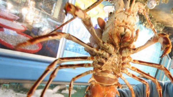Svizzera, dall'1 marzo vietato gettare in pentola le aragoste ancora vive