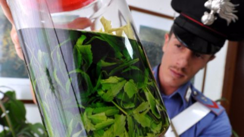 La Corte costituzionale: reato coltivare la cannabis anche per uso personale