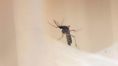 Colombia, 5mila donne incinte malate di Zika: 31mila casi nel Paese