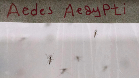 Zika, in Venezuela i primi tre morti