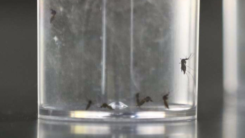 Roma, diagnosticato un nuovo caso di contagio da Zika: è il nono in Italia