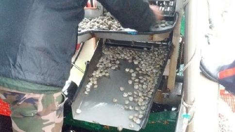 Dall'Ue stop a vongole troppo piccole Multe salatissime, pescatori in rivolta