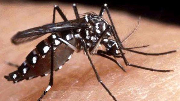 Chikungunya, la Asl di Roma 2 dice stop alle donazioni di sangue