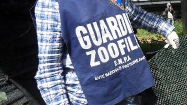 Terni, chiude il cane sul terrazzo e va in ferie: l'animale muore di stenti