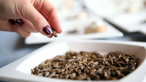 Ue, insetti e alghe potrebbero finire sulle tavole dei cittadini come alimenti