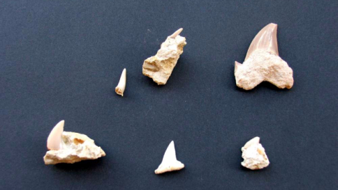 Il segreto per denti "eterni"? E' nascosto nelle fauci degli squali