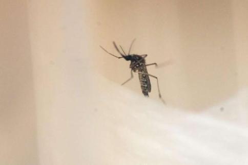Virus Zika, registrato in Francia il primo caso di contagio per via sessuale