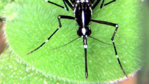Zika, cresce l'allerta per il virus Caso sospetto anche in Italia