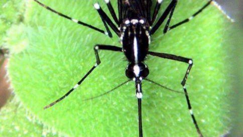 Virus Zika, il ministero sconsiglia i viaggi a donne incinte e malati cronici