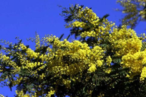 8 marzo, la mimosa compie 70 anni