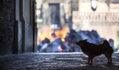 Italiani amanti degli animali, uno su tre ne ha uno in casa