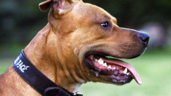 Bologna, coppia litiga e il loro cane li azzanna: uomo ferito grave