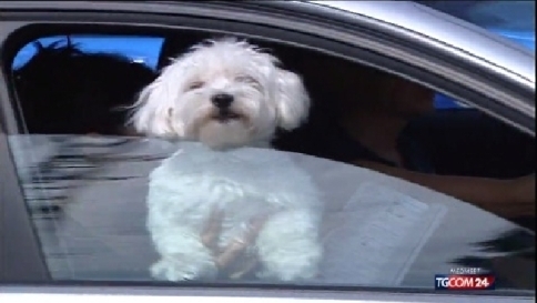 Primo ponte d'estate, più di 350 cani abbandonati per strada