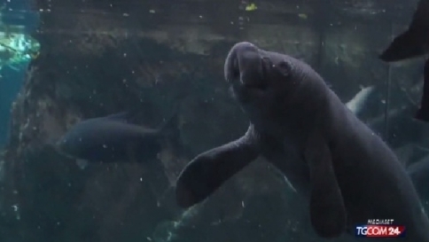 Genova, festa grande all'acquario: è nato un lamantino