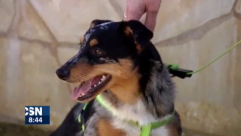 Padrone morto dopo il ricovero, cane lo attende per due mesi fuori dall'ospedale
