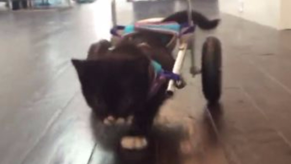 Cassidy, il gatto canadese che cammina con la sedia a rotelle