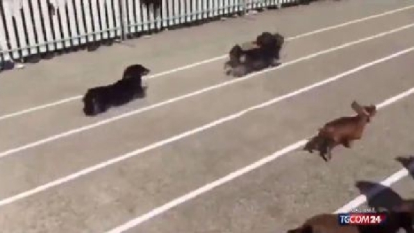 Gara a quattro zampe, i cani bassotti conquistano Melbourne
