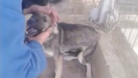 Romania, cucciolo maltrattato riceve le prime carezze: la sua gioia