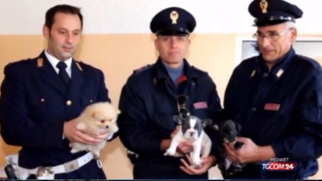 Udine Scoperto Traffico Di Cani Dalla Slovacchia 49 Cuccioli In
