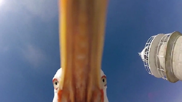 Isole Cies, il gabbiano ruba la GoPro e fa delle immagini meravigliose