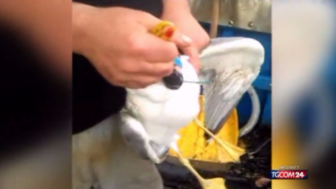 Legano petardo al collo di un gabbiano e lo fanno esplodere in volo