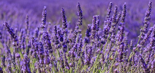 Lavanda, un ingrediente low cost per uno scrub romantico