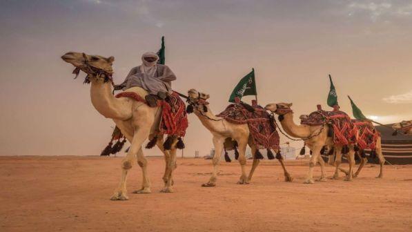 Botox ai cammelli a un concorso di bellezza a Riyad, squalificati 12 animali